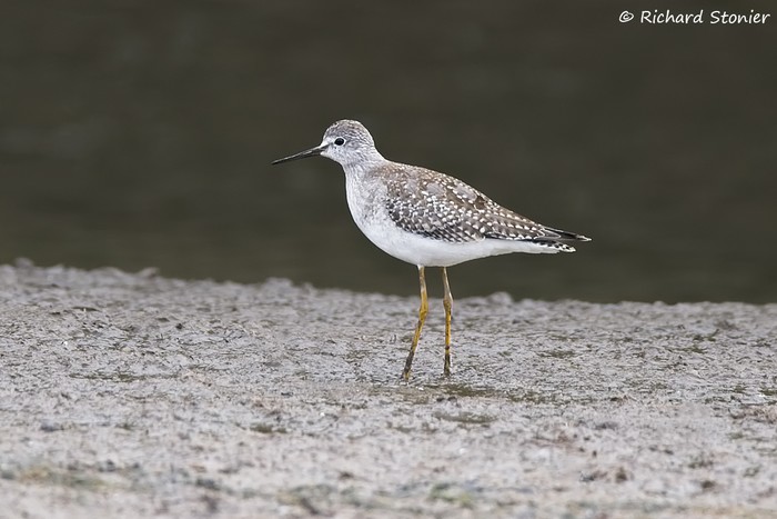 Lesser Yellowlegs