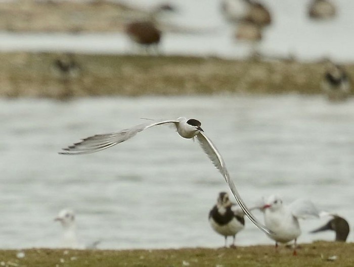 Siberian Common Tern
