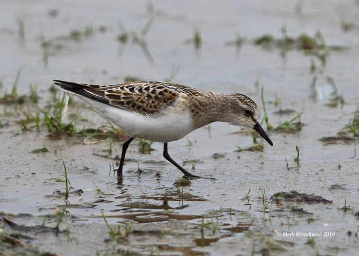 Little Stint