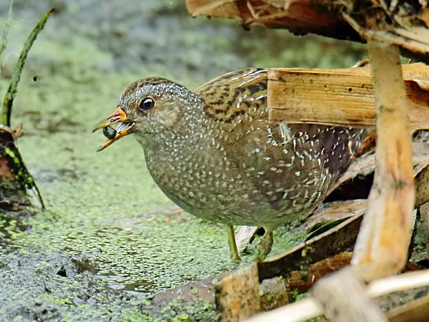 Spotted Crake