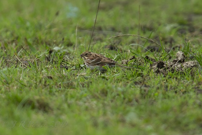 Rustic Bunting