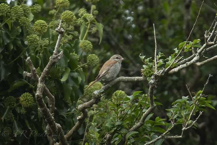 Red-backed Shrike