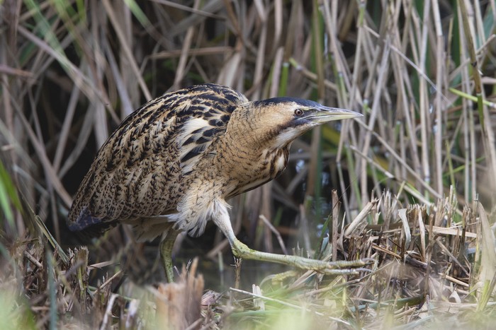 Bittern