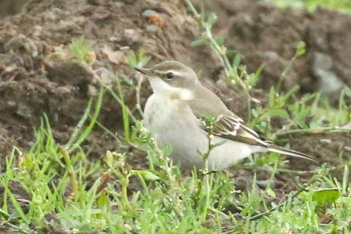 Eastern Yellow Wagtail