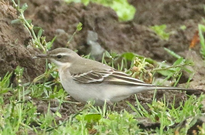 Eastern Yellow Wagtail