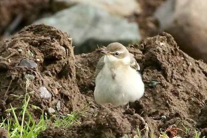 Eastern Yellow Wagtail