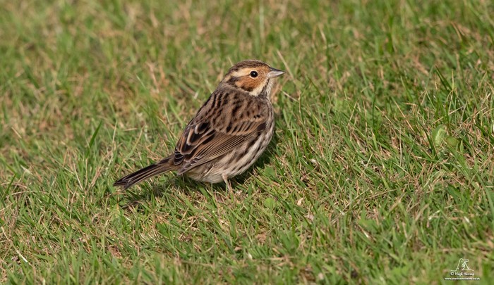 Little Bunting