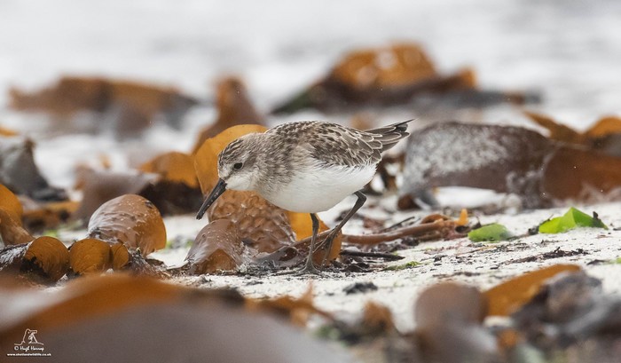 Semipalmated Sandpiper