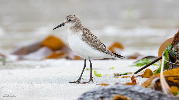Semipalmated Sandpiper