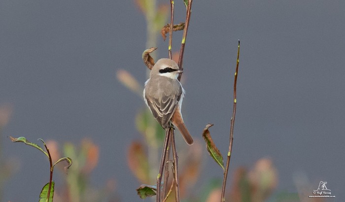 Isabelline Shrike