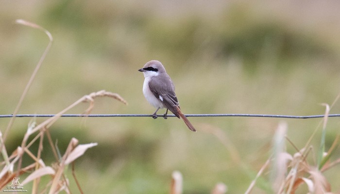 Isabelline Shrike