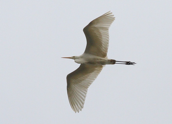 Great White Egret