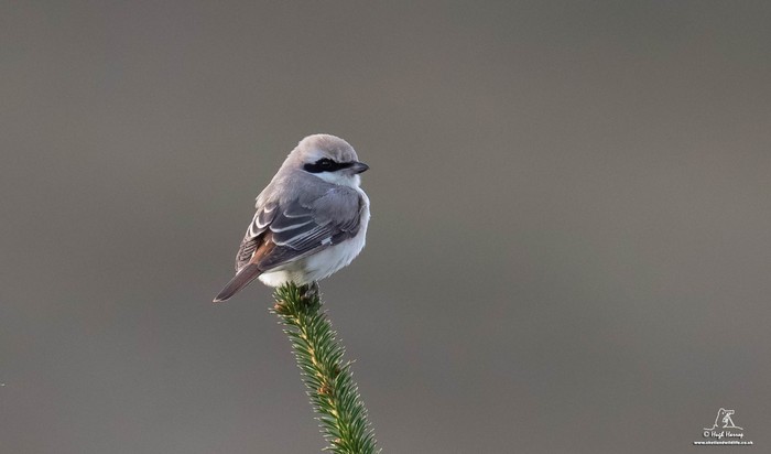 Isabelline Shrike