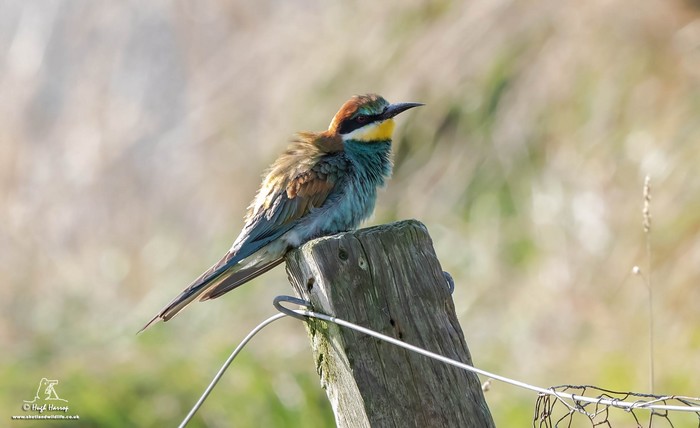 Bee-eater