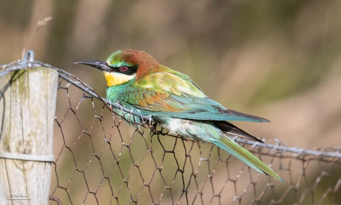 Bee-eater
