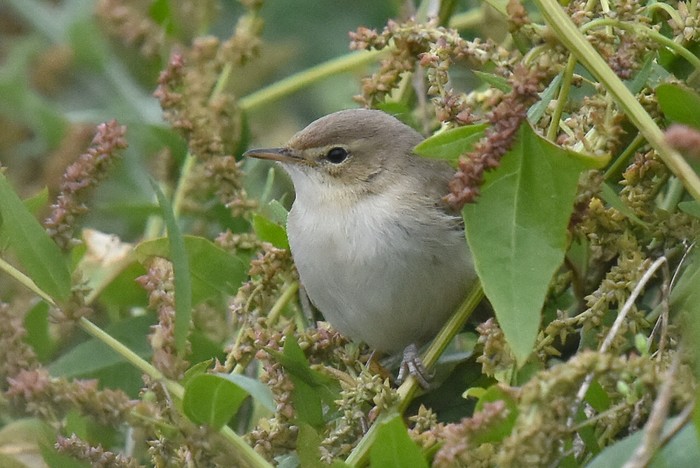 Booted Warbler