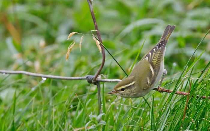 Yellow-browed Warbler
