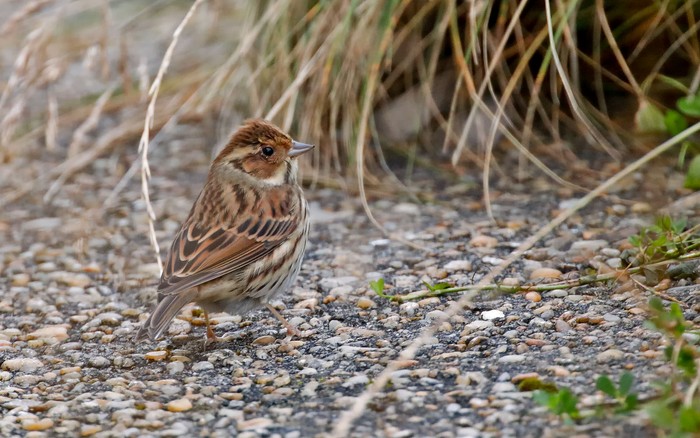 Little Bunting