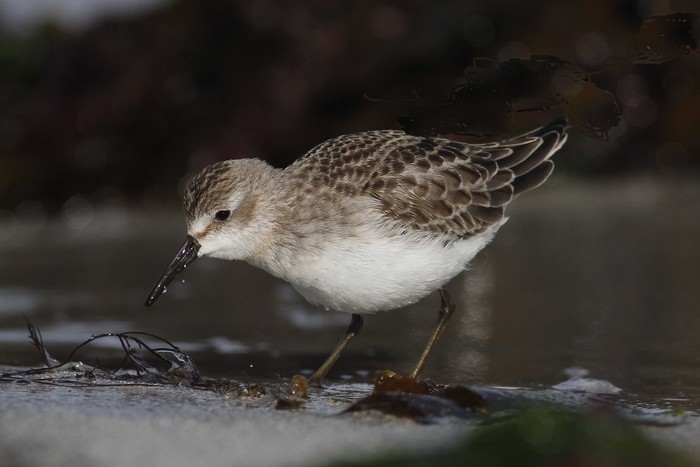 Semipalmated Sandpiper
