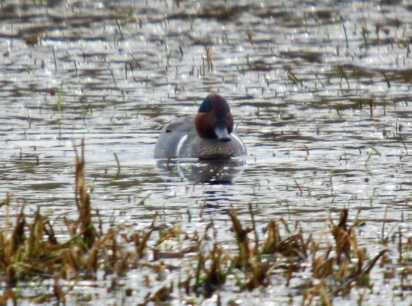 Green-winged Teal
