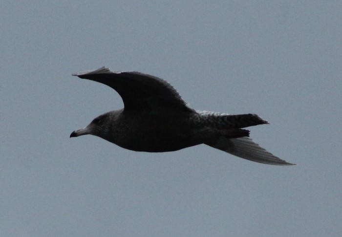 Glaucous Gull