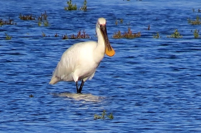 Spoonbill