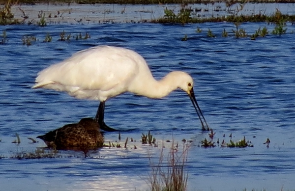 Spoonbill