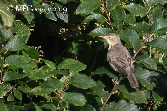 Melodious Warbler