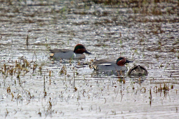 Green-winged Teal
