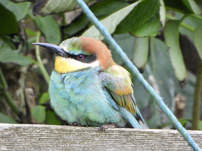 Bee-eater