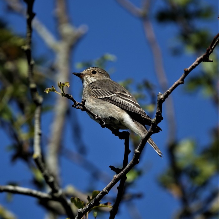 Spotted Flycatcher