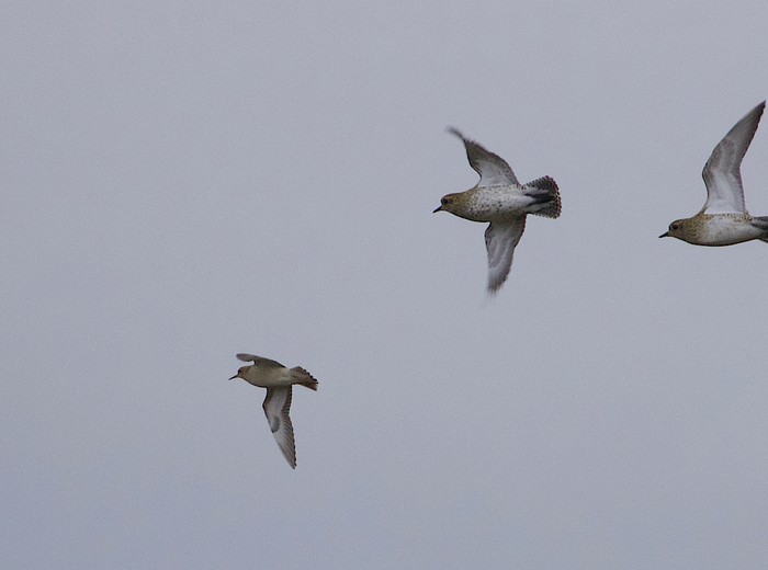Buff-breasted Sandpiper