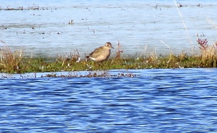 American Golden Plover