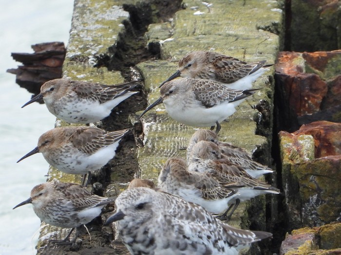 Curlew Sandpiper