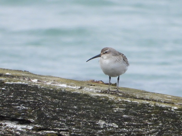 Curlew Sandpiper