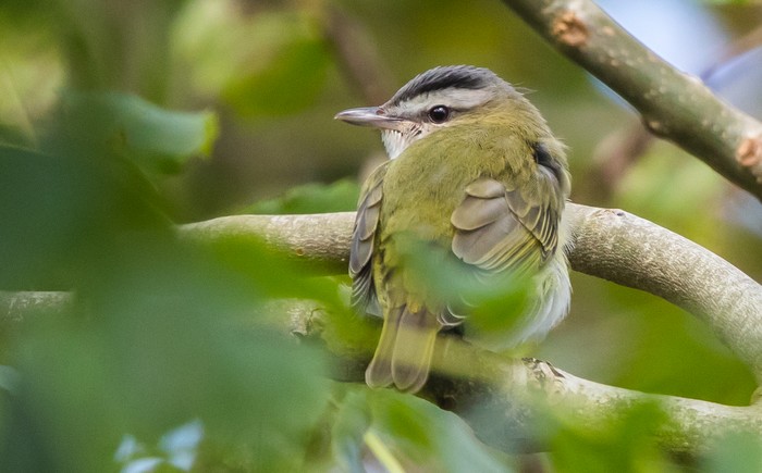 Red-eyed Vireo
