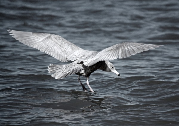 Glaucous Gull