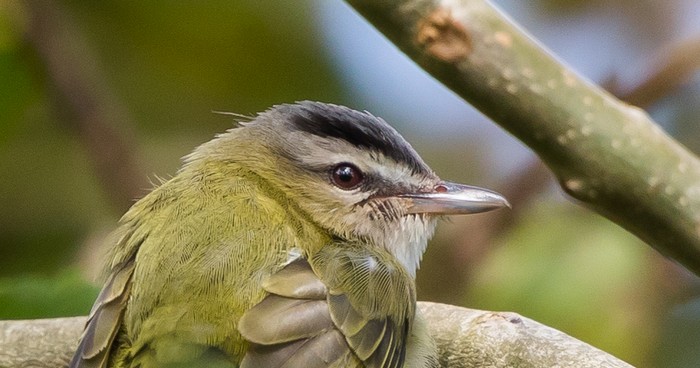 Red-eyed Vireo