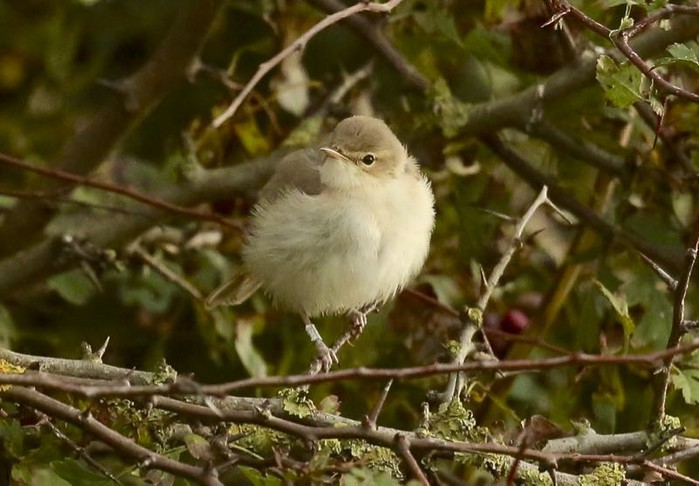 Booted Warbler