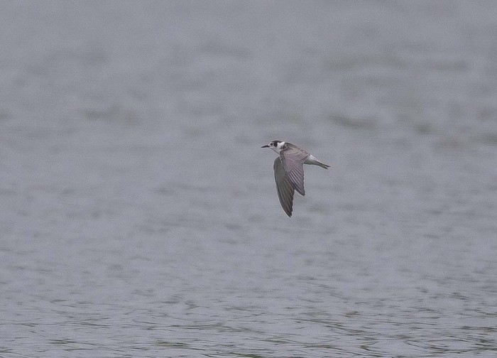 Black Tern