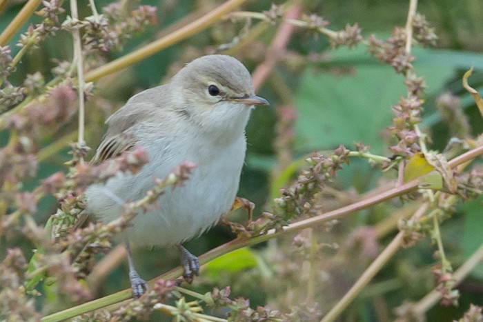 Booted Warbler