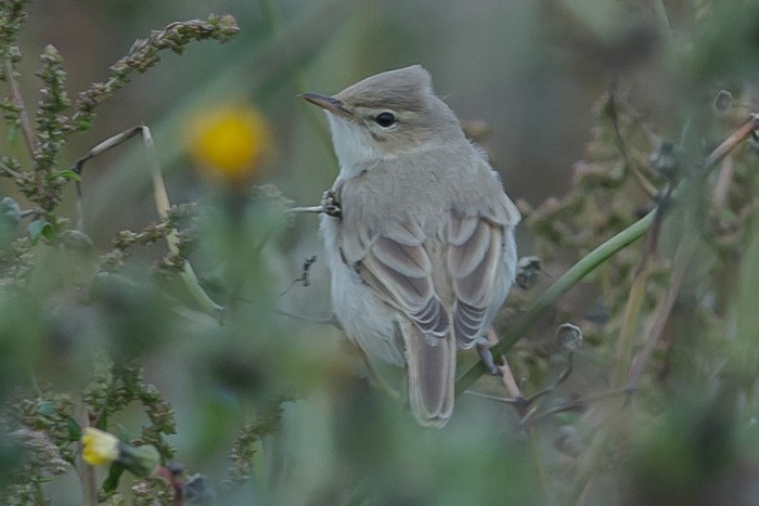 Booted Warbler