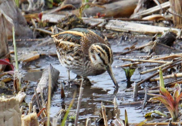 Jack Snipe