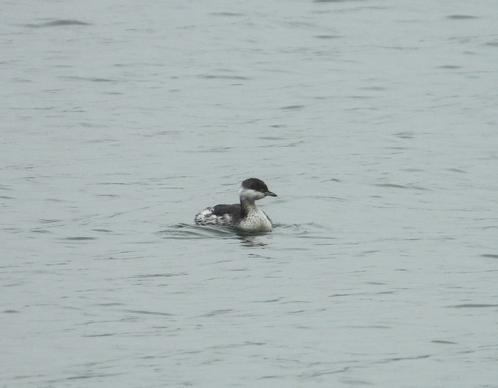 Slavonian Grebe