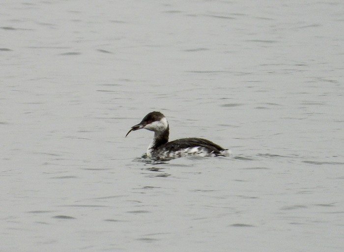 Slavonian Grebe