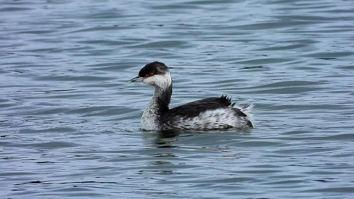Slavonian Grebe