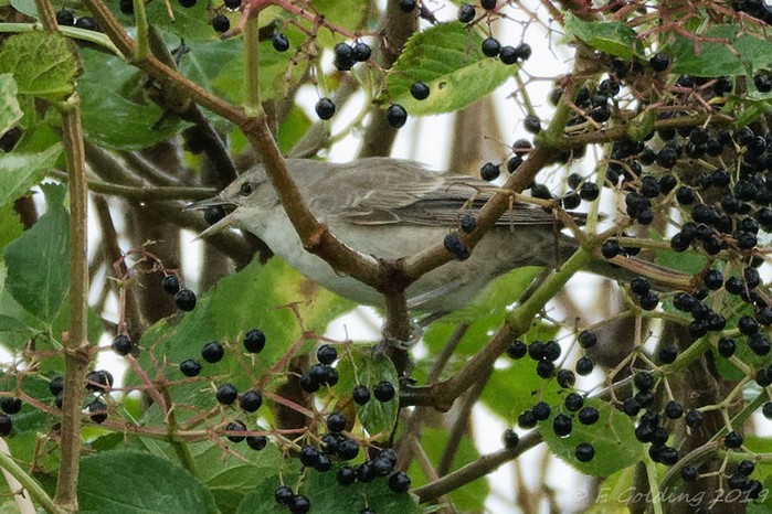Barred Warbler
