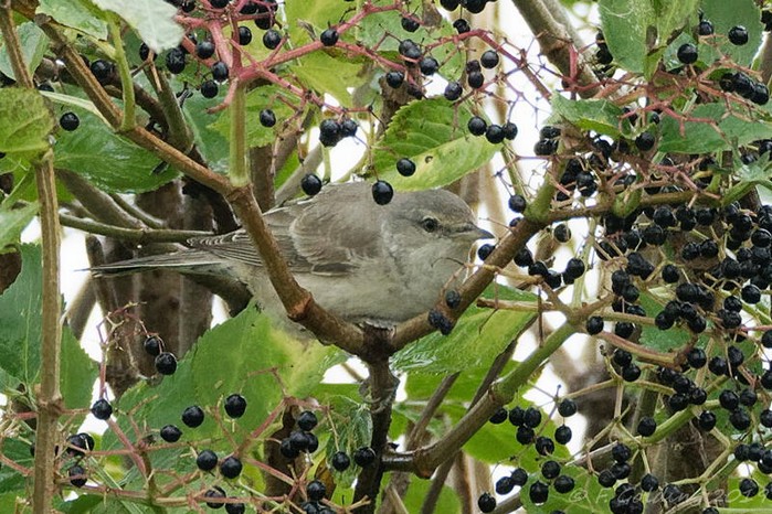 Barred Warbler