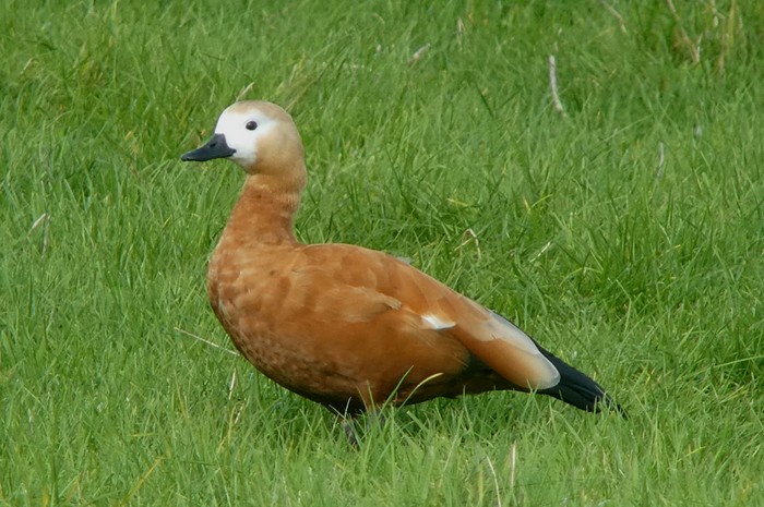 Ruddy Shelduck