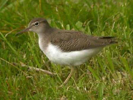 Spotted Sandpiper